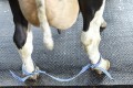 87651801-delaval-anti-split-band-loop2.jpg
