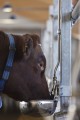 water-bowl-s22-cow-master2.jpg