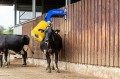 delaval-scb-cepillo-04.jpg
