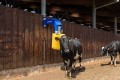 delaval-flexibele-koeborstel-scb-keybenefit-1.jpg